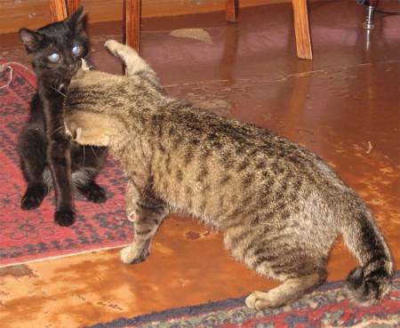 ��������� ��������