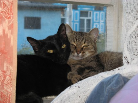 ��������� ��������