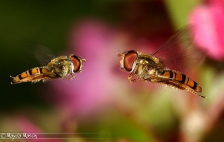 ��������� ��������