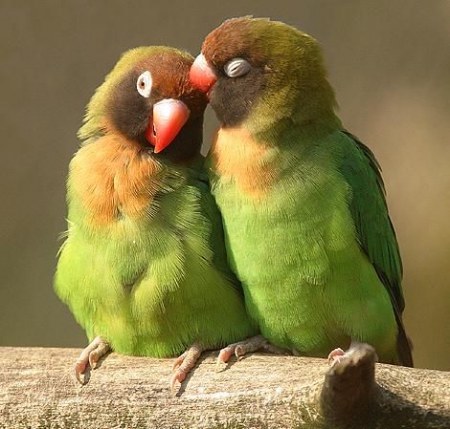 ��������� ��������