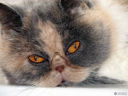 ��������� ��������