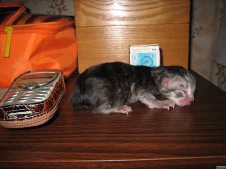 ��������� ��������