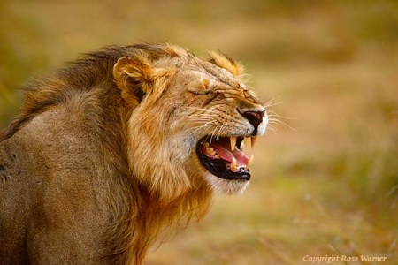 ��������� ��������