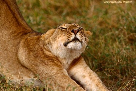 ��������� ��������