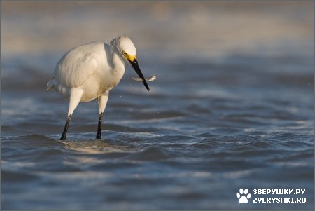 ��������� ��������