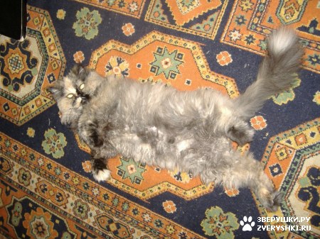 ��������� ��������