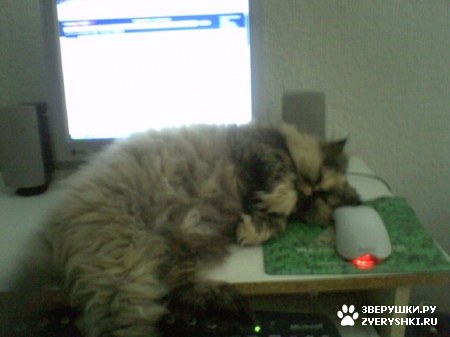 ��������� ��������