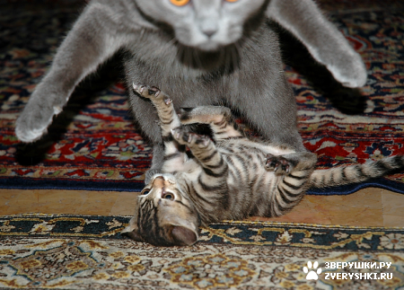 ��������� ��������