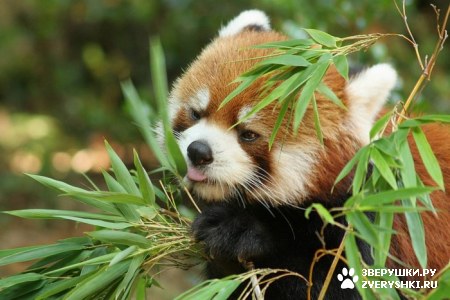 ��������� ��������