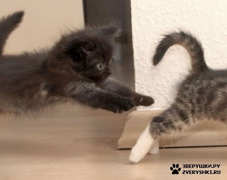 ��������� ��������