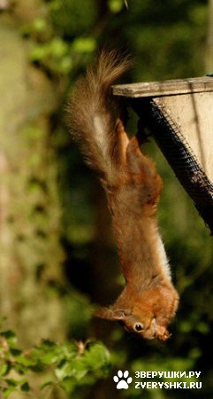 ��������� ��������