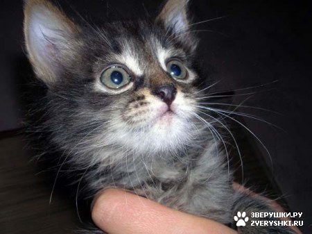 ��������� ��������