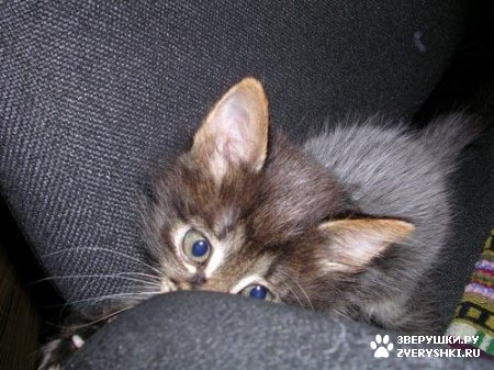 ��������� ��������