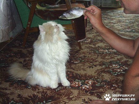 ��������� ��������