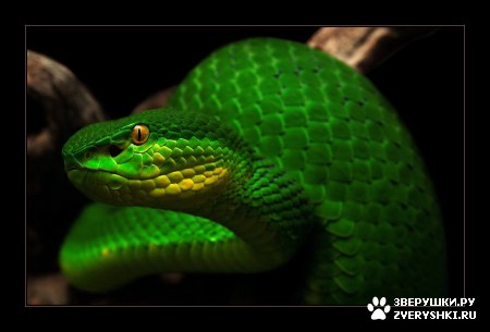 ��������� ��������