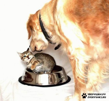 ��������� ��������