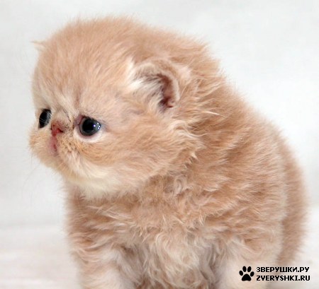 ��������� ��������