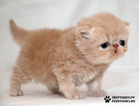 ��������� ��������