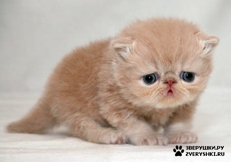 ��������� ��������