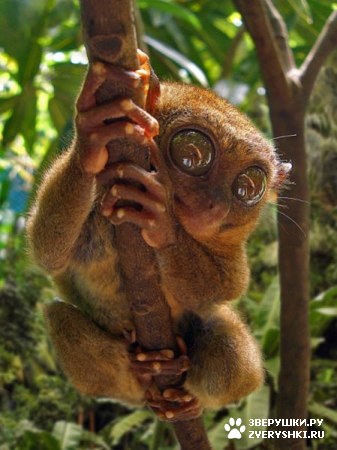 ��������� ��������