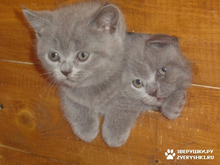 ��������� ��������