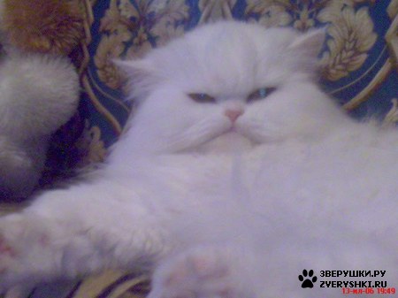 ��������� ��������