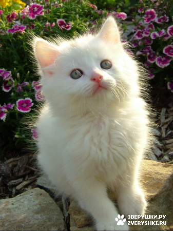 ��������� ��������