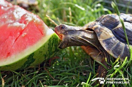 ��������� ��������