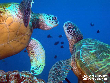 ��������� ��������