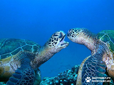 ��������� ��������