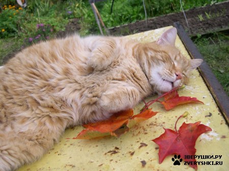 ��������� ��������