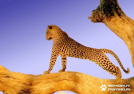 ��������� ��������