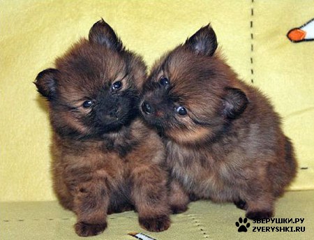 ��������� ��������