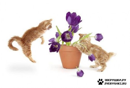 ��������� ��������