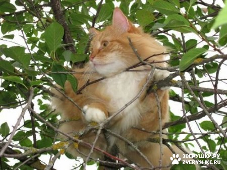 ��������� ��������