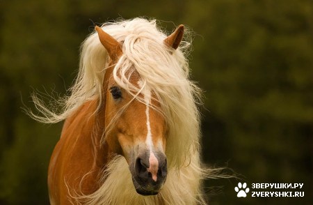 ��������� ��������