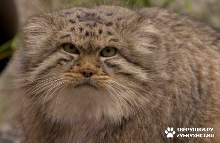 ��������� ��������