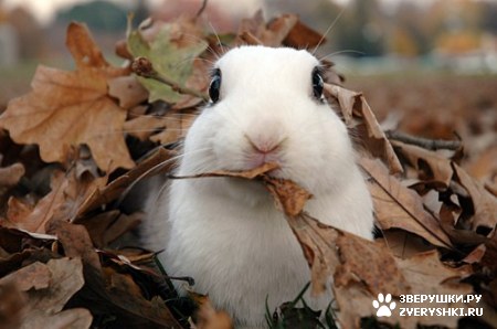 ��������� ��������