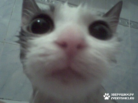 ��������� ��������