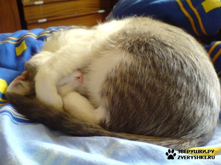 ��������� ��������