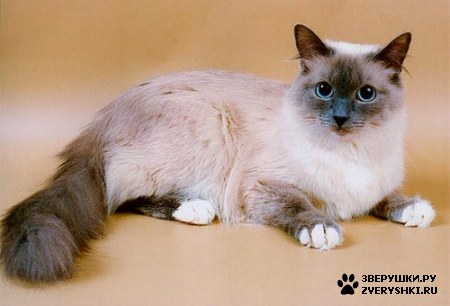 ��������� ��������