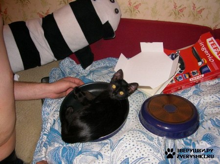 ��������� ��������