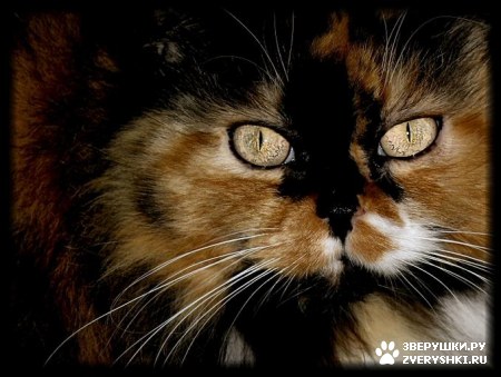 ��������� ��������