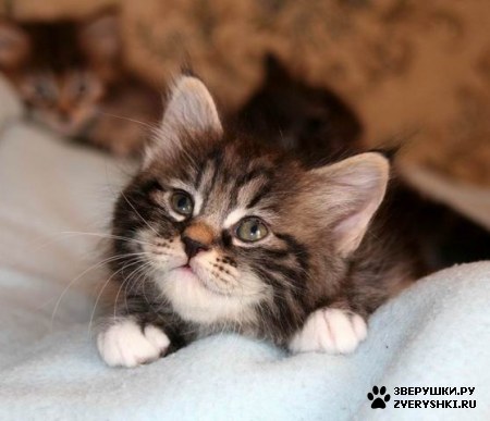 ��������� ��������