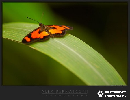 ��������� ��������