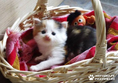 ��������� ��������