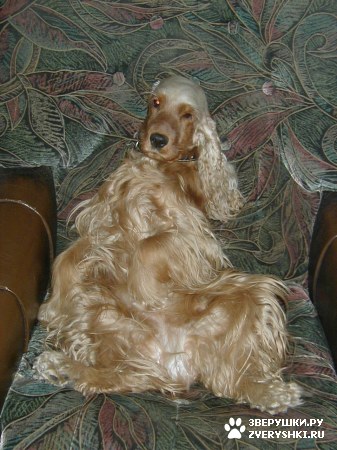 ��������� ��������