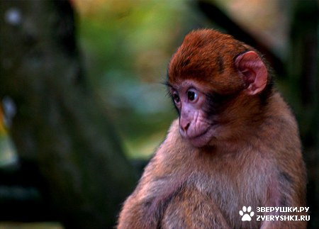 ��������� ��������