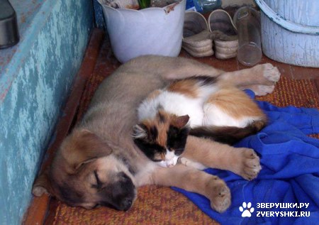 ��������� ��������