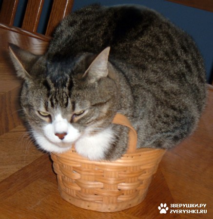 ��������� ��������